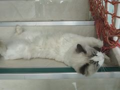 -中农大我爱我爱动物医院·核磁CT·猫病·24小时夜诊中心(石佛营店)