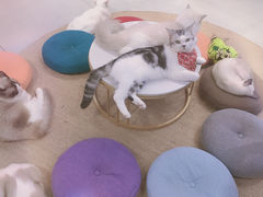 -Heymao猫咖.咖啡厅(东门店)