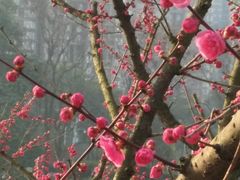 景点-望江楼公园