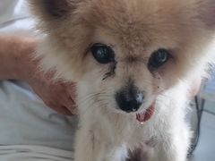 -瑞派福兴宠物医院犬猫全科·骨科·中西医结合(河东店)