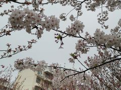 -高东镇樱花园