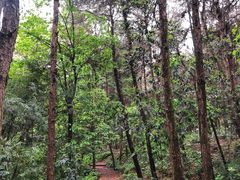 -铁山坪森林公园