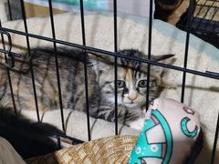 -瑞派名望24h动物医院异宠专科·猫专科·骨科·重症监护分院