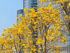 -洲头咀公园
