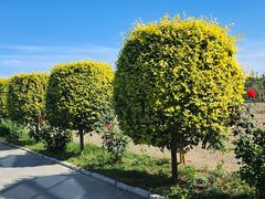 -兴芮温泉度假区