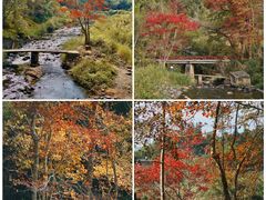 -广州市流溪河国家森林公园