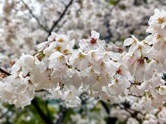 -玛格萝妮比萨屋(四平店)
