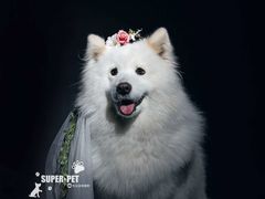 -超宠爱宠物摄影-Super pet
