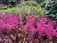 -东莞植物园