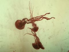 -沈阳海洋探索中心