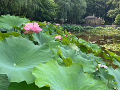 -陈家山荷花公园