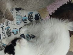 -三花喵·撸猫购宠·宠物生活馆(虹桥南丰城店)