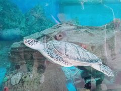 -广东惠东海龟国家级自然保护区