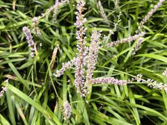 -石台牯牛降景区