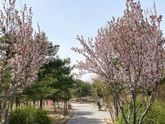 -大兴滨河森林公园