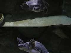 -石家庄海洋公园