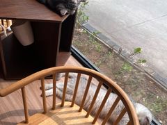 -豆逗聊愈猫阁Easy Life