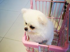 -怪兽屋·羊驼·猫咖·狗咖(俊华广场店)