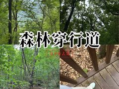 -内乡宝天曼生态旅游区
