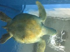 -北戴河圣蓝海洋公园