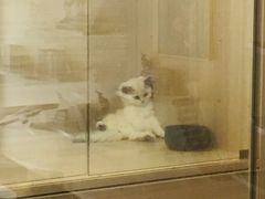-飞行喵MR PILOT|猫舍·猫咖(静安大融城店)