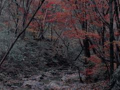 -关门山森林公园