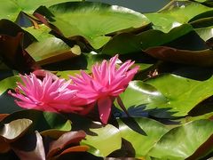 -国家植物园南园