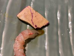 -大渔铁板烧(中山路八佰伴店)