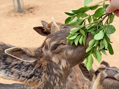 -西霞口神雕山野生动物世界