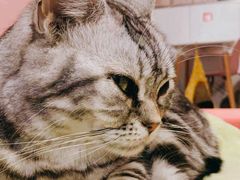 -三花喵·撸猫购宠·宠物生活馆(虹桥南丰城店)