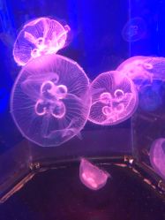 -未来动物城动物主题公园(大悦城店)