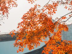 -秋霞圃