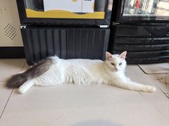 -平行世界·猫咖(首经贸店)