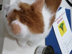 -福懋动物医院·犬猫全科·外科·重症科(杏林分院)