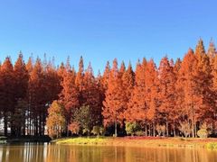 -黄海国家森林公园