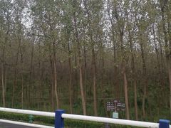 -合肥滨湖国家森林公园