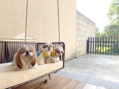 -上海崇明金茂凯悦酒店