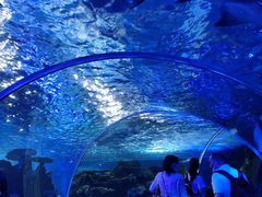 -江和美海洋公园