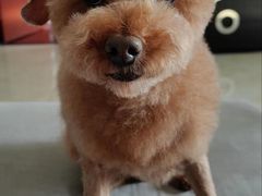 -达爱动物医院·犬猫分区·CT·复杂眼科(远洋山水分院)