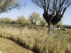 -汉长安城未央宫国家考古遗址公园