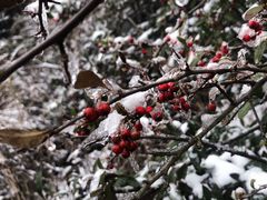 -武陵山森林公园