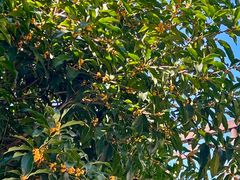 -杭州西湖风景名胜区-满觉陇四眼井