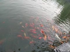 -绵阳人民公园(涪城区)
