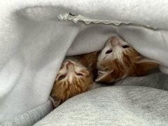 -中农国际动物医院24小时·猫科·骨科·急重症中心