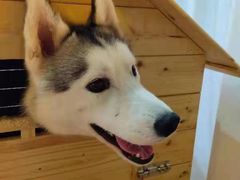 -Husky Go! 哈士奇体验馆·宠物咖啡厅狗咖