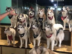 -Husky Go! 哈士奇体验馆·宠物咖啡厅狗咖