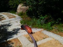 android_upload_pic-崂山仰口游览区