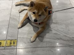 -北京派仕佳德动物医院·超导核磁·CT·神经科·骨科·内外科·急重症管理中心