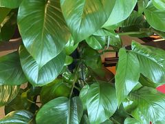 -四川饭店(长白店)