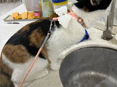 -瑞鹏瑞爱宠物医院·全科·猫科·血液透析中心(龙头寺店)